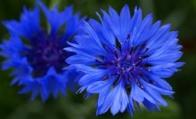 21 июня – Всемирный День борьбы с БАС